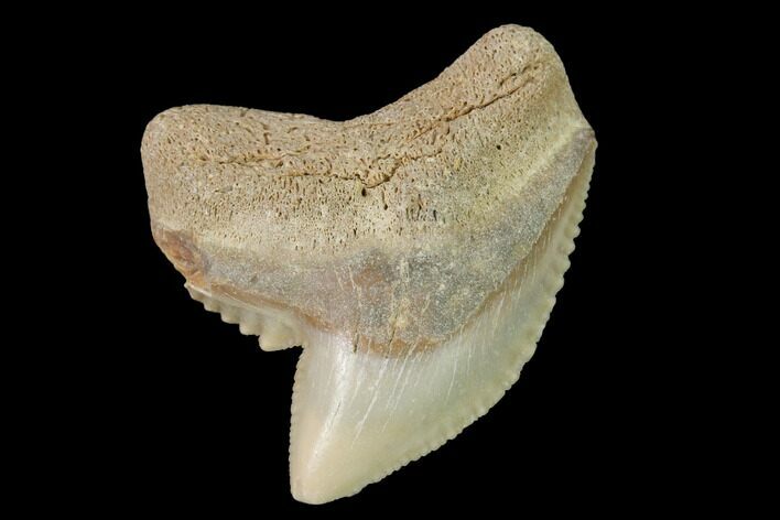 Fossil Tiger Shark (Galeocerdo) Tooth - Aurora, NC #143924